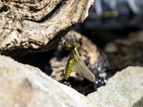 libelle, libellenlarve, libelle schl&uuml;pft, am teich, junge libelle, libellenlarve schl&uuml;pft