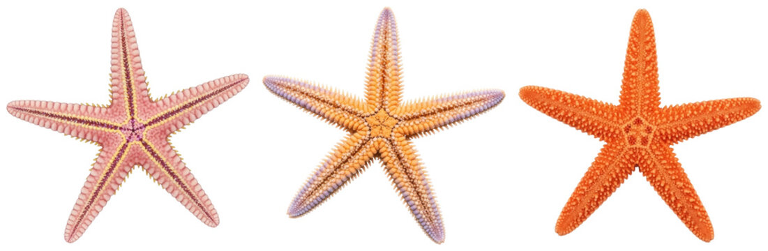 Colorful starfish, showing unique textures and details, isolated on transparent background.