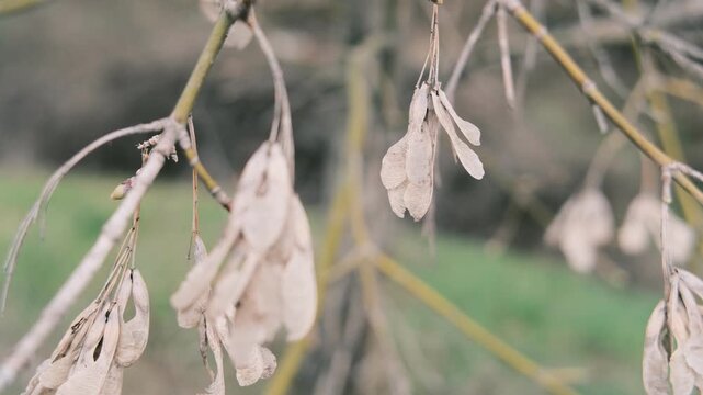 Close-up of thin tree branches showing dry seed pods from winter alongside fresh green buds emerging in early spring. The images feature a moody, blurred background with heavy vintage film grain
