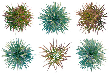 Top-down view of various ornamental plants with diverse foliage and colors, ideal for landscaping design elements. © Akbar