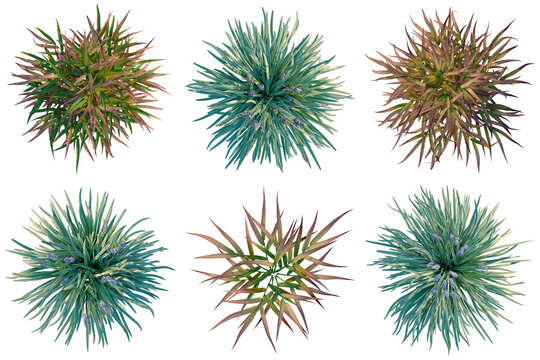 Top-down view of various ornamental plants with diverse foliage and colors, ideal for landscaping design elements.