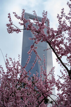 cherry blossom in spring with blue sky in China