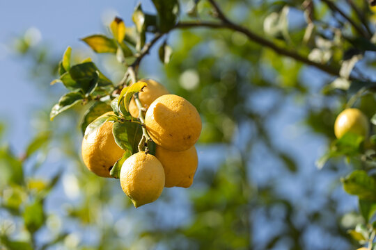 Sunlit Cluster of Ripe Lemons Hanging from Tree Branch