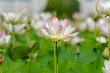 Fototapeta premium 夏の光に包まれて美しく咲くピンクと白のハスの花と緑の葉の風景。背景に広がる蓮池と柔らかなボケ味が幻想的な癒やしの自然素材。コピースペースもありWebサイトや広告のデザインに最適。