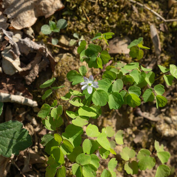Rue Anemone, Thalictrum thalictroides bloom, delicate, native American perennial woodland wildflower