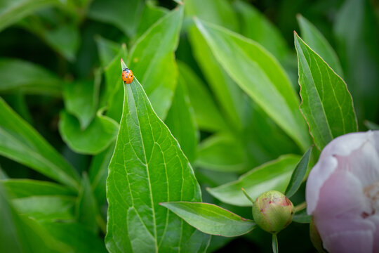 Cute, red, Seven-spotted Ladybird, Coccinella septempunctata, Ladybug on a dark green peony leaf.