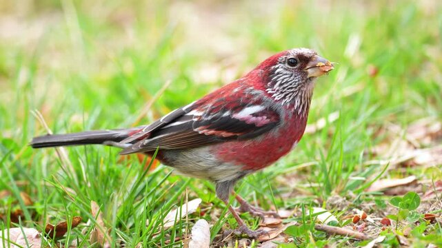 Male Three-banded Rosefinch Feeding on Seeds on Green Grass Ground