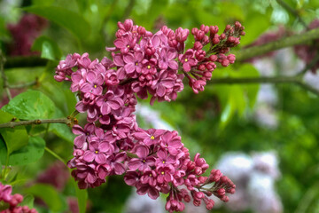 Fototapeta premium Lilas' Madame Florent Stephan',