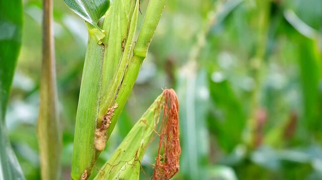 slow motion footage of corn plant damage caused by larvae pests, featuring borer holes and plant tissue decay, ideal for agriculture, pest control, and food security concepts