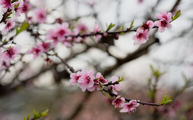 Fototapeta premium Pink Spring Blossoms on Tree Branch with Soft Bokeh
