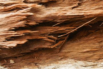 natural wood grain texture from a broken tree trunk © Hendri