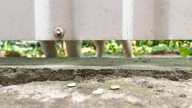 Sad lonely puppy dog waiting for owner behind the gate
