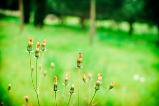 Wild grass flowers with shallow depth of field in green nature background