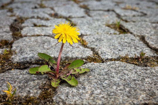A resilient yellow dandelion emerges through the narrow cracks of a grey stone cobblestone pavement, showcasing the persistent power of nature in an urban environment.