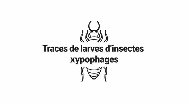 Insect larvae wood-boring trace graphic