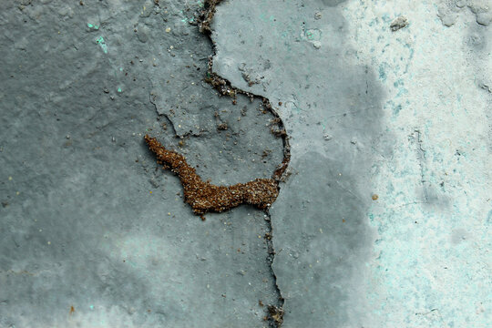 Termite dirt paths or mud tubes in cracks in concrete walls