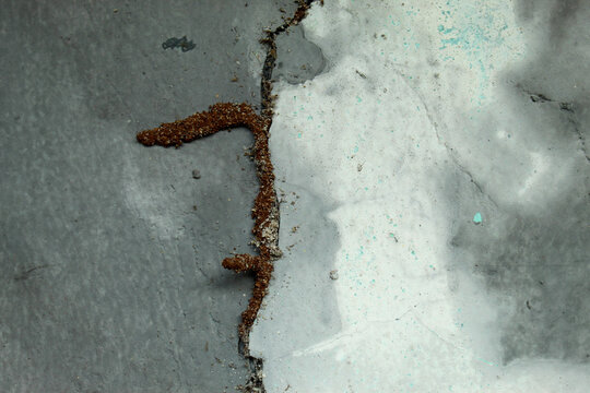 Termite dirt paths or mud tubes in cracks in concrete walls