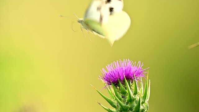 The warm morning light emphasizes the intricate patterns of the thistle's bracts, providing a professional look for nature cinematography.