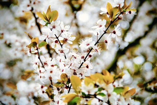 cherry blossom in spring