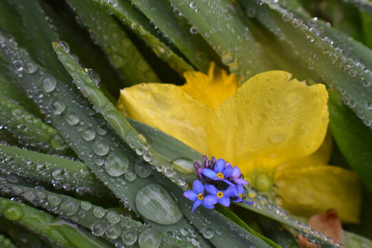 The garden after a cold rain, Sainte-Apolline, Qu&eacute;bec, Canada
