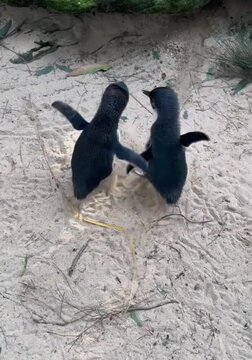 Little penguins in the field 