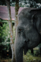 Potret profil kepala gajah dengan detail tekstur kulit yang jelas dan latar belakang pohon. Profile portrait of an elephant head showing detailed skin texture against a tree background. © ARIFAINST