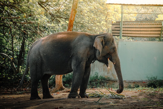 Gajah Sumatera dewasa sedang makan rumput hijau di bawah sinar matahari pagi yang hangat.  An adult Sumatran elephant eating green grass under warm morning sunlight in a park setting.