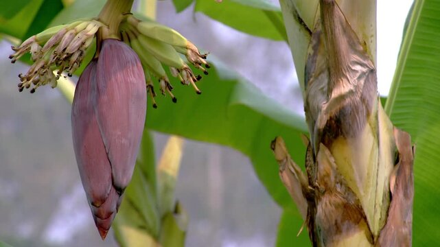 Banana blossoms and tiny bananas hang from the trees in a tropical garden. Heart-shaped purple banana flowers offer a backdrop of green leaves. Organic farming and exotic plants in nature, Thailand.