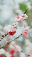 pink cherry blossom © 阳洋 杨