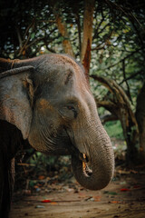 Fototapeta premium Potret samping gajah dewasa yang sedang makan di habitat hutan dengan cahaya alami yang indah. Side portrait of an adult elephant eating in a forest habitat with beautiful natural lighting. 