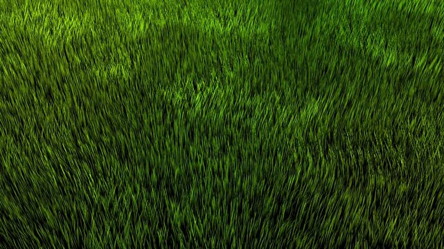 風でランダムになびく草原の草、4K画質のループ素材
