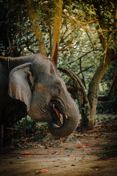 Potret samping gajah dewasa yang sedang makan di habitat hutan dengan cahaya alami yang indah. Side portrait of an adult elephant eating in a forest habitat with beautiful natural lighting. 
