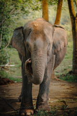 Obraz premium Potret gajah dari arah depan yang menunjukkan belalai sedang menggulung di habitat alaminya. Front view portrait of an elephant showing its curled trunk in a natural outdoor habitat.