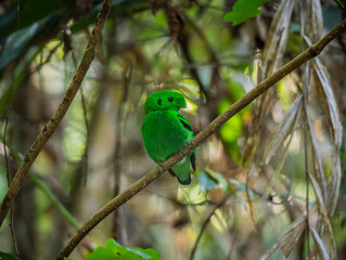 Fototapeta premium Green Broadbill (Calyptomena viridis) perching on a branch in the tropical rainforest