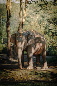 sekor gajah berdiri di bawah naungan pohon dengan cahaya matahari yang menembus dedaunan. An elephant standing under the shade of trees with sunlight filtering through the leaves. 