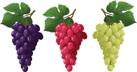 Obraz premium Set of grape bunches in different colors with leaves flat vector collection of fresh fruit for food design and market illustration