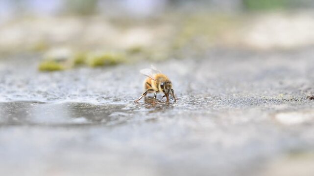A single honey bee drinks water, pausing briefly before taking off and flying away.
A quiet moment of hydration and survival in the natural world.