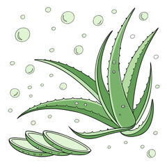 A vector graphic illustration of an aloe vera plant with slices and water droplets on a white background