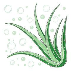 A vector graphic illustration of an aloe vera plant with water droplets and bubbles on a white background