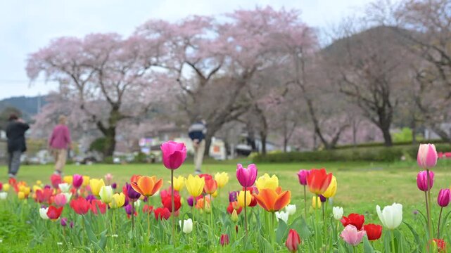 チューリップと桜