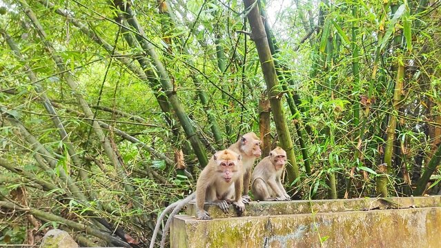 Wild monkeys in their natural habitat, curious macaques looking around from a bamboo jungle background.
