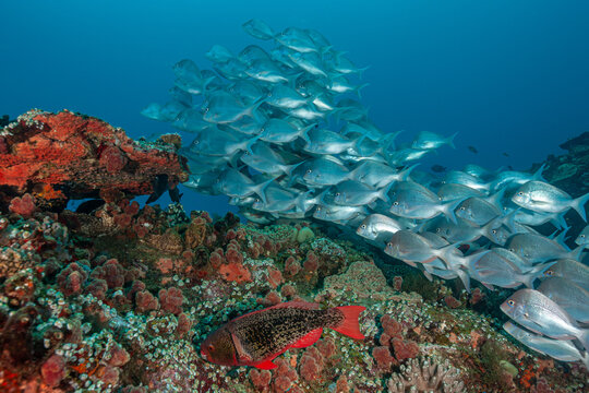 South Africa, Sodwana Bay, Slinger Seabream (Chrysoblephus puniceus)
