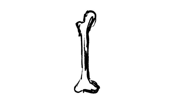 Organs Sketch Bone
