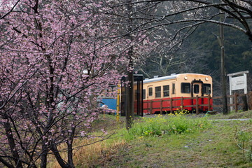 Obraz premium Retro local train running through rural Japanese countryside with cherry blossoms in springー桜咲く春の里山を走るレトロなローカル列車ー