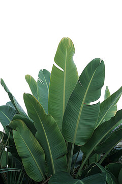 Fresh Tropical Leaf Collection with Rich Green Colors, Nature Inspired Design on White Background