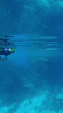 Vertical footage, female snorkeler in a wetsuit examines a nearby swimming Full Beak or Red Sea Houndfish, Tylosurus choram, under the calm surface of blue water on a bright sunny day