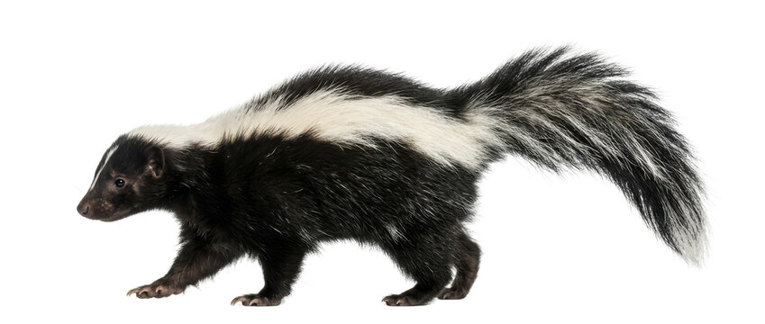 Striped skunk walking isolated on white background