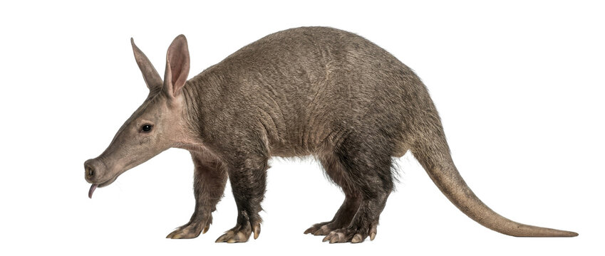 Aardvark with long snout aardvark wildlife