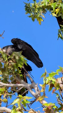 Vertical shot of a black cockatoo finds food in a eucalyptus cone while sitting on a branch during a sunny day outdoors in nature.