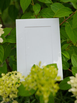 Empty white paper lies on green leaves of a plant Hydrangea paniculata with flowers. The sheet blends with botanical foliage